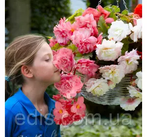 Бегонія Parfum Pastel Pink (з ароматом), 1 бульба Бегонія Parfum Pastel Pink (з ароматом), 1 бульба