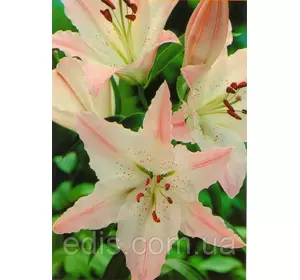 Лілія орієнтальна Marco Polo (Марко Поло) 1 цибулина 12/14 Лілія орієнтальна Marco Polo (Марко Поло) 1 цибулина 12/14