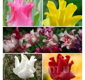 Тюльпани хвилясті суміш 9 цибулин Тюльпани хвилясті суміш 9 цибулин