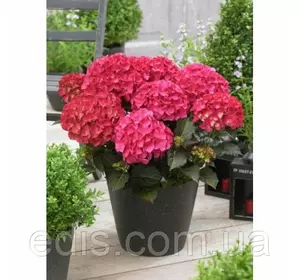 Гортензія Red Angel (великолисткова) Гортензія Red Angel (великолисткова)