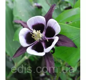 Аквілегія William Guiness (Вільям Гінесс) Аквілегія William Guiness (Вільям Гінесс)