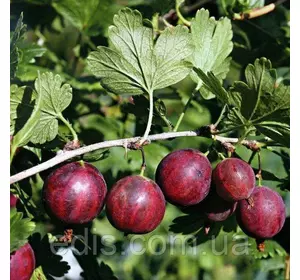 Агрус Колобок (середньостиглий) Агрус Колобок (середньостиглий)