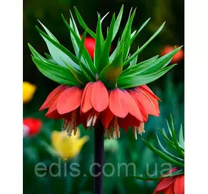 Рябчик імператорський Рубра (фрітіларія, Царська корона), контейнер 2 л Рябчик імператорський Рубра (фрітіларія, Царська корона), контейнер 2 л