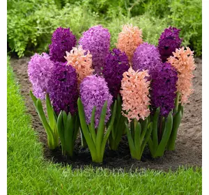 Арт-набір Загадка, 3 цибулини гіацинтів Арт-набір Загадка, 3 цибулини гіацинтів