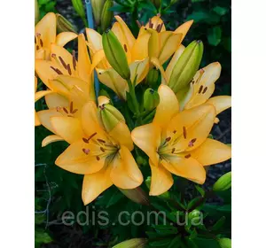 Лілія LA гібрид Donau (Донау) 1 цибулина 12/14 Лілія LA гібрид Donau (Донау) 1 цибулина 12/14