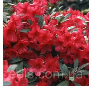 Рододендрон Elizabeth у контейнері Рододендрон Elizabeth у контейнері