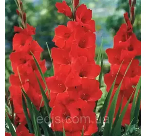 Гладіолус Bunga (Банга) 3 шт/уп Гладіолус Bunga (Банга) 3 шт/уп