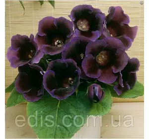 Глоксинія Violacea 1 бульба Глоксинія Violacea 1 бульба