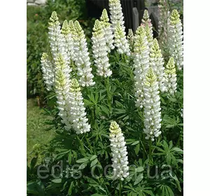 Люпин Noble Maiden Люпин Noble Maiden