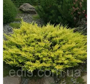 Ялівець Lime Glow (Лаймглоу / Лайм глоу) у контейнері 1 л Ялівець Lime Glow (Лаймглоу / Лайм глоу) у контейнері 1 л