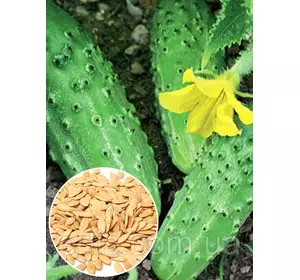 Огірок Гейм 50 г, вагове насіння Яскрава Огірок Гейм 50 г, вагове насіння Яскрава