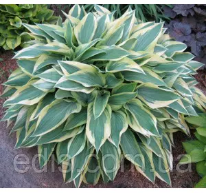 Хоста Wolverine (Волверайн) контейнер 1 л Хоста Wolverine (Волверайн) контейнер 1 л