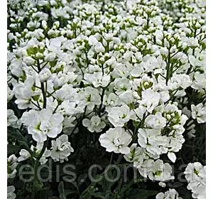 Арабіс альпійський (резуха) махровий Арабіс альпійський (резуха) махровий