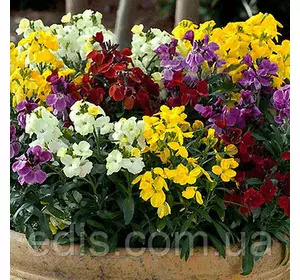 Лакфіоль (хайрантус) суміш 0,25 г Лакфіоль (хайрантус) суміш 0,25 г