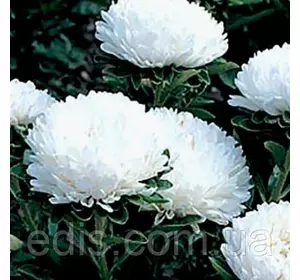 Айстра півонієподібна Екзотика 0,3 г насіння Яскрава Айстра півонієподібна Екзотика 0,3 г насіння Яскрава