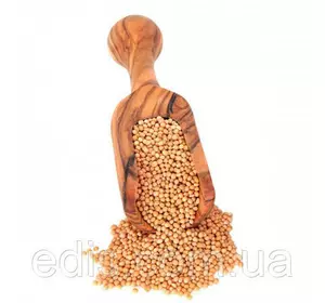 Гірчиця біла (сидерат) 1 кг, насіння Яскрава Гірчиця біла (сидерат) 1 кг, насіння Яскрава