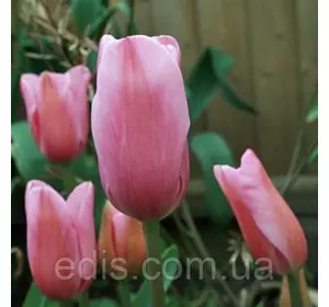 Тюльпан гібрид Фостера Albert Heijn (Альберт Хейн) 3 цибулинки Тюльпан гібрид Фостера Albert Heijn (Альберт Хейн) 3 цибулинки