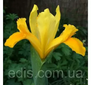 Ірис голандський (Ксифіум) Royal Yellow (Ройял Єллоу) 3 цибулини Ірис голандський (Ксифіум) Royal Yellow (Ройял Єллоу) 3 цибулини