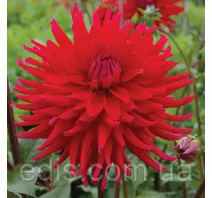 Жоржина Кактусова Acapulco Жоржина Кактусова Acapulco