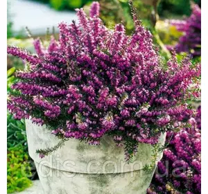 Еріка дарленская Kramer's Rote Еріка дарленская Kramer's Rote