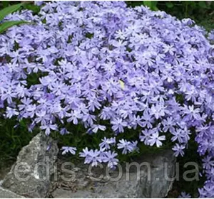 Флокс шилоподібний Emerald's Cushion Blue (Эмералдс Кашн Блю) блакитний Флокс шилоподібний Emerald's Cushion Blue (Эмералдс Кашн Блю) блакитний