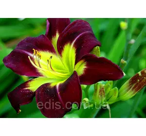 Лілейник Night Beacon кореневище Лілейник Night Beacon кореневище