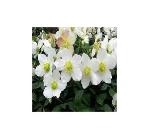Морозник Niger ( Helleborus Niger ) у контейнері Морозник Niger ( Helleborus Niger ) у контейнері