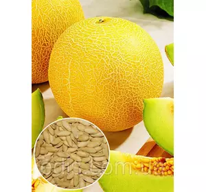 Диня Рання 133 100 г, вагове насіння Яскрава Диня Рання 133 100 г, вагове насіння Яскрава