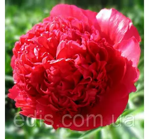 Півонія Command Performance кореневище Півонія Command Performance кореневище