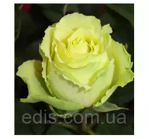 Троянда Лімбо ( Limbo ) чайно-гібридна Троянда Лімбо ( Limbo ) чайно-гібридна