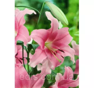 Лілія орієнтальна Peau Douse (По Дуз) 1 цибулина 12/14 Лілія орієнтальна Peau Douse (По Дуз) 1 цибулина 12/14