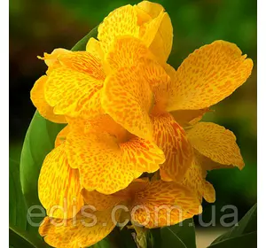 Канна низькоросла Happy Emily Канна низькоросла Happy Emily