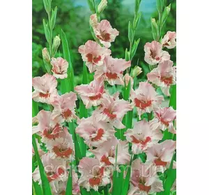 Гладіолус nanus Cindy (мініатюрний) 10/12 3 шт./пач. Гладіолус nanus Cindy (мініатюрний) 10/12 3 шт./пач.