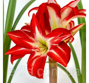 Гіппеаструм простий Splash (Сплеш) 1 цибулина 24/26 Гіппеаструм простий Splash (Сплеш) 1 цибулина 24/26