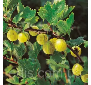 Агрус Хиннонмаки Ґелб штамб (середньопізній) Агрус Хиннонмаки Ґелб штамб (середньопізній)