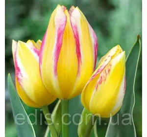 Тюльпан мультифлора Тріумф Antoinette (Антуінетт) 3 цибулини Тюльпан мультифлора Тріумф Antoinette (Антуінетт) 3 цибулини