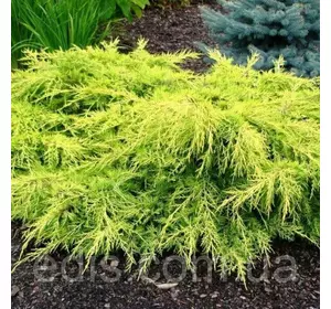 Ялівець середній Goldkissen (Голдкіссен / Голд Кіссен) у контейнері Р9 Ялівець середній Goldkissen (Голдкіссен / Голд Кіссен) у контейнері Р9