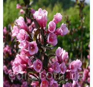 Вейгела Victoria , саджанець Вейгела Victoria , саджанець