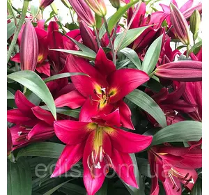 Лілія гігант Touchstone 1 цибулина 12/14 Лілія гігант Touchstone 1 цибулина 12/14