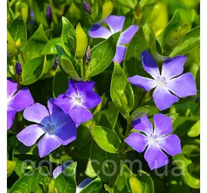 Барвінок малий гібридний Seng Барвінок малий гібридний Seng