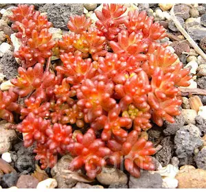 Очиток (седум) Coral Carpet Очиток (седум) Coral Carpet