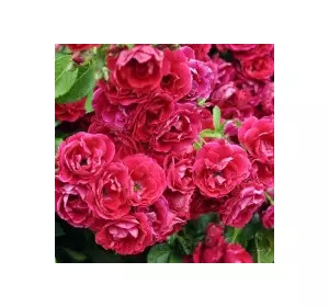 Троянда в'юнка Фламентанз (Flammentanz) Троянда в'юнка Фламентанз (Flammentanz)