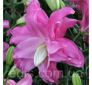 Лілія орієнтальна махрова Lotus Joy (Лотус Джой) 1 цибулина 14/16 Лілія орієнтальна махрова Lotus Joy (Лотус Джой) 1 цибулина 14/16