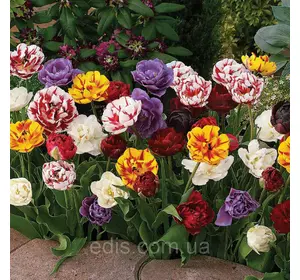 Арт-набір Карнавал, 9 цибулин махрових тюльпанів Арт-набір Карнавал, 9 цибулин махрових тюльпанів