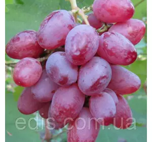 Виноград Рута Виноград Рута