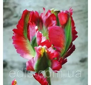 Тюльпан папуговий Red Wave (Ред Вейв) 1 цибулинка Тюльпан папуговий Red Wave (Ред Вейв) 1 цибулинка