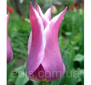 Тюльпан лілієвидний Ballade (Балада) 3 цибулини Тюльпан лілієвидний Ballade (Балада) 3 цибулини