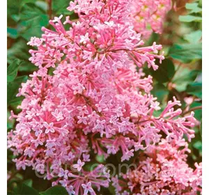 Бузок гібридний ремонтандний Пінк Парфум (Pink Perfume) привитий Бузок гібридний ремонтандний Пінк Парфум (Pink Perfume) привитий