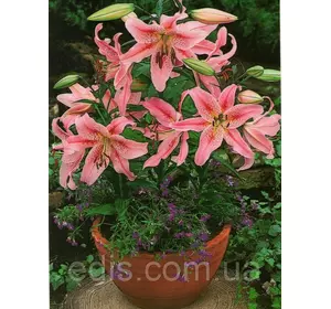 Лілія низькоросла Miss Germany (Міс Германі) 1 цибулина 12/14 Лілія низькоросла Miss Germany (Міс Германі) 1 цибулина 12/14