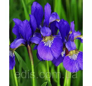 Ірис сибірський Lilace Ірис сибірський Lilace